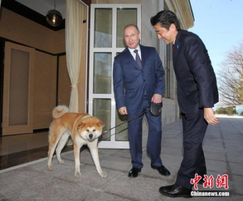 安倍看望日本送給普京的寵物狗“夢(mèng)”。