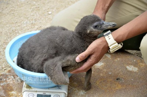 罕見企鵝寶寶首次靠人工授精在日水族館誕生（圖）