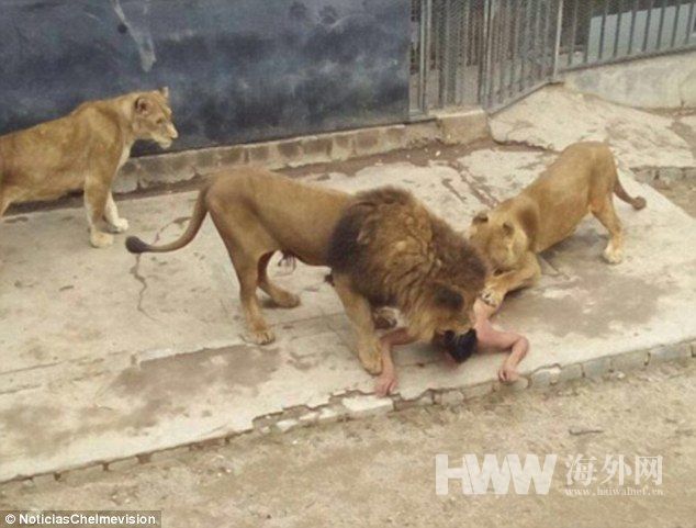 男子全裸跳進獅籠喂獅子 自稱是先知