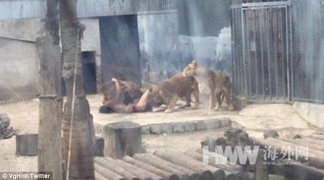 男子全裸跳進獅籠喂獅子 自稱是先知