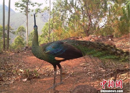 云南景谷相繼發現國家一級保護野生動物綠孔雀和灰葉猴