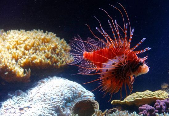 獅子魚物種入侵古巴人民直接端上餐桌解決危機