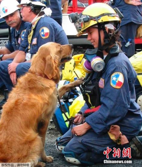 Bretagne是911當天第一批被派往現場執行搜救任務的300只搜救犬之一。15年前，紐約世貿中心雙子塔遭遇恐怖襲擊后倒塌，搜救犬Bretagne被緊急派往世貿中心殘骸周圍執行任務。整整兩周時間，它每天艱苦工作12小時，協助消防員和警察搜尋營救幸存者。（資料圖）