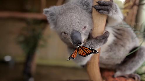 澳動物園拍宣傳片蝴蝶搶鏡“吻”考拉鼻頭（圖）