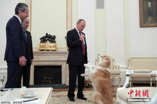 普京與日本贈送的秋田犬
