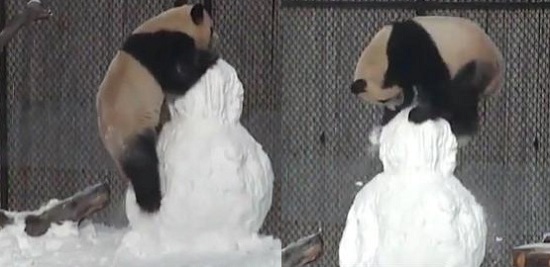 旅加大熊貓雪中嬉戲對雪人“愛不釋手”（圖）