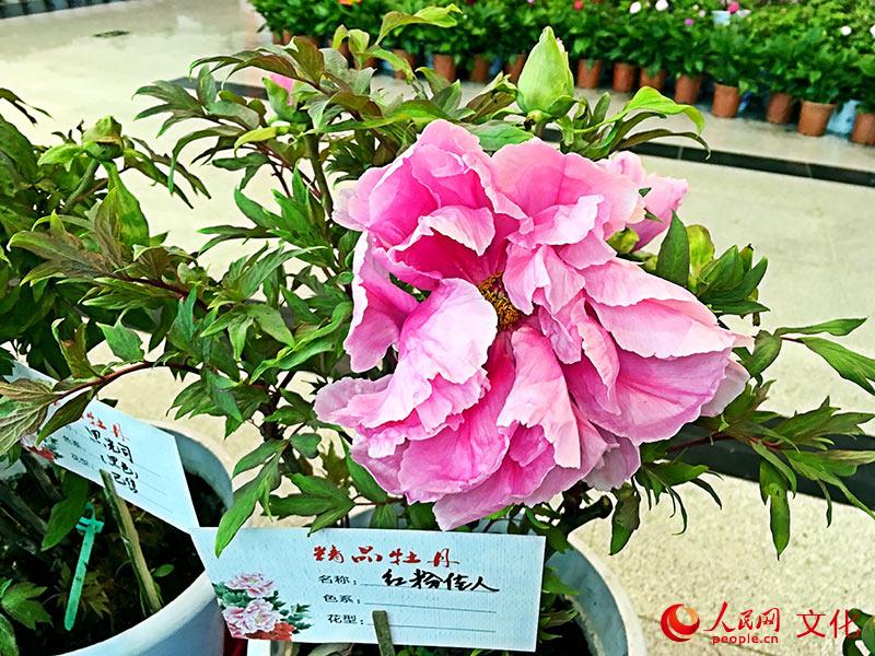 【網絡媒體走轉改】安徽蕪湖：牡丹真國色，花開動“江城”