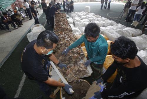 泰國海關查獲近3斤非洲穿山甲鱗片原將運往老撾