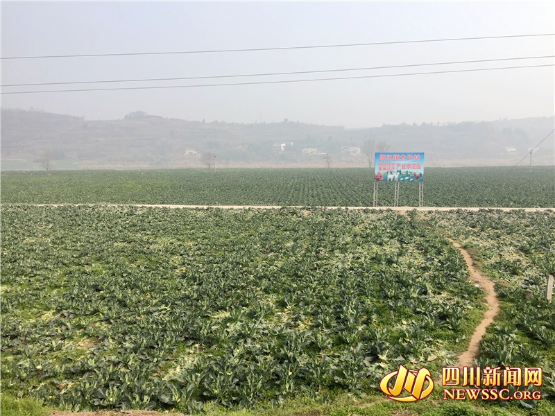 成片的蔬菜基地