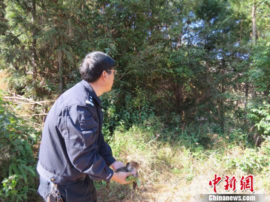 云南市民救助“貓頭鷹”后經鑒定為國家二級保護動物鷹鸮