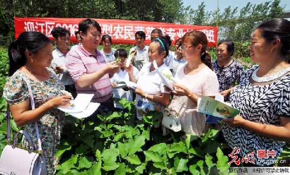 【新常態 光明論】農業供給側改革:錢袋子鼓了 菜籃子優了