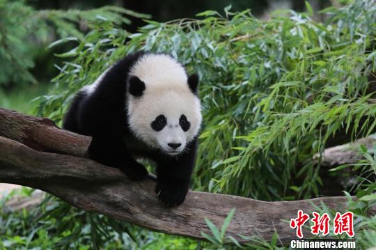 聯(lián)邦快遞再擔(dān)重任運(yùn)送旅美大熊貓“寶寶”返回中國(guó)
