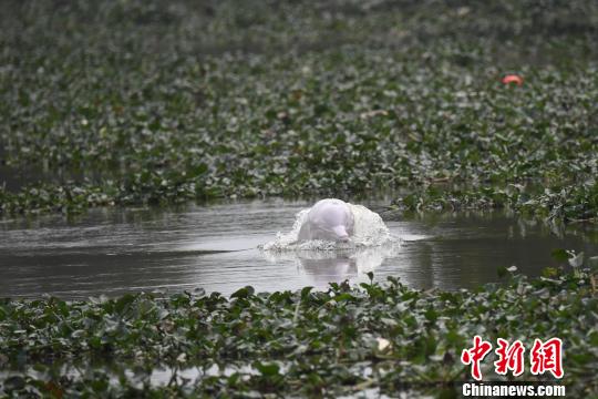 粵港合作解中華白海豚誤入廣東內河去世之謎