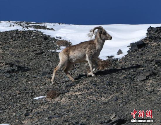 3月中旬，瀕危物種盤羊現身甘肅河西，在雪后的阿克塞哈薩克族自治縣境內的阿爾金山上自由漫步，機警覓食。盤羊是國家二級保護動物，其數量分布較少，見到和較近距離拍攝到這些“精靈”實屬罕見。 高宏善 攝