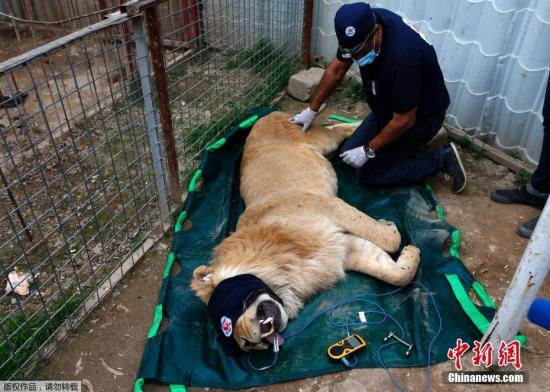 當地時間2017年3月28日，伊拉克摩蘇爾，國際動物福利組織“四只爪”將摩蘇爾Muntazah al-Nour動物園中的動物轉移至阿比爾。Muntazah al-Nour動物園中的動物因為戰爭無人照料，多數死于饑餓。