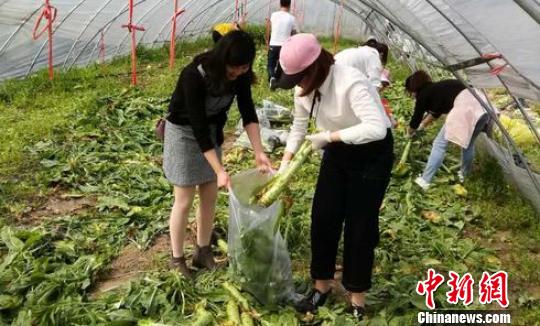 菜農(nóng)6萬(wàn)斤萵苣滯銷(xiāo)朋友圈求助熱心市民幾天搶光