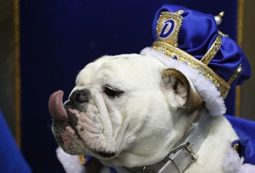 “普魯登斯”獲評年度“最美斗牛犬”。 