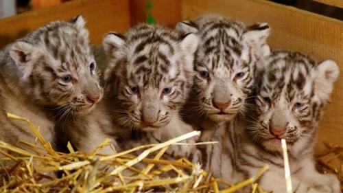 奧地利白色動物園迎來白虎四胞胎萌化人心（圖）