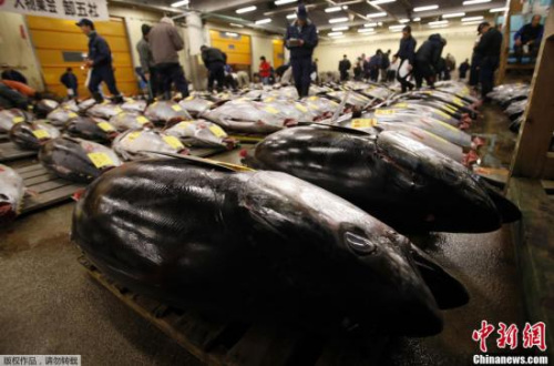 資料圖：金槍魚