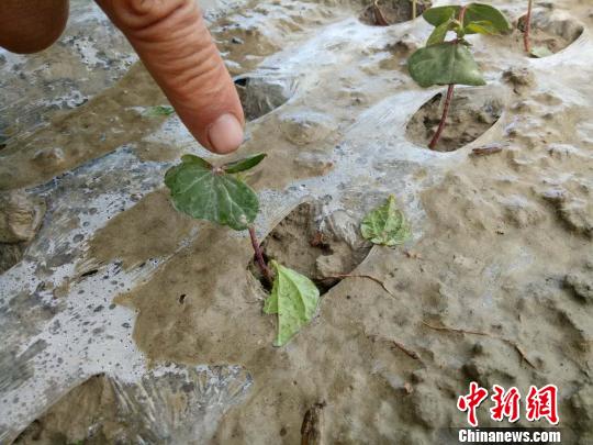 新疆南部地區遭冰雹暴雨襲擊農作物受災嚴重