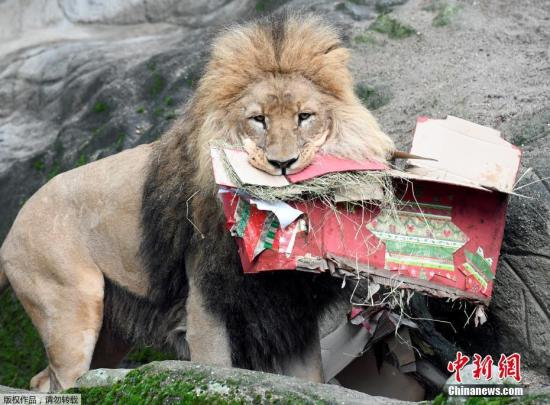 當地時間2016年12月23日，德國漢堡，哈根貝克動物園的動物獲發圣誕禮物。