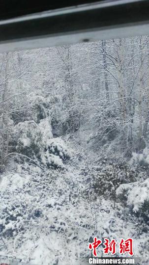 中國北方草原內(nèi)蒙古立夏遭罕見“飛雪”侵襲