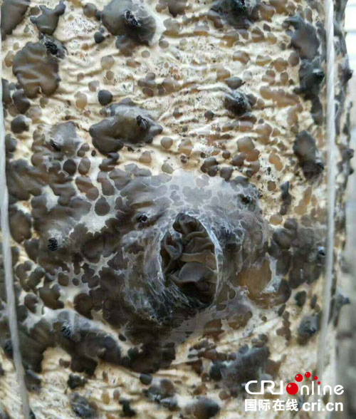 圖片默認標題
