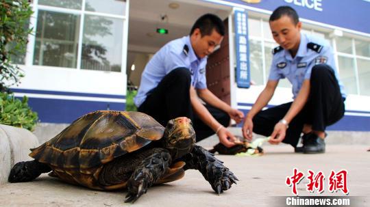 男子在朋友圈出售二級保護動物凹甲陸龜被森林公安查處