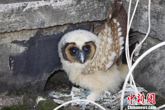 云南一村民撿到國家二級保護動物鉗嘴鸛誤當貓頭鷹