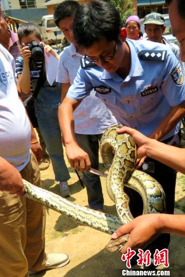 國家一級保護動物緬甸蟒膠林避暑險被膠農誤殺