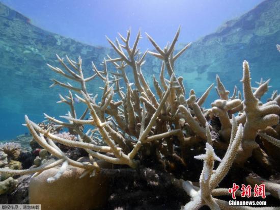據研究站負責人稱，所謂“白化”是由于氣候變暖，給珊瑚蟲提供營養的海藻死亡，而造成珊瑚群失去色彩而變白的現象。