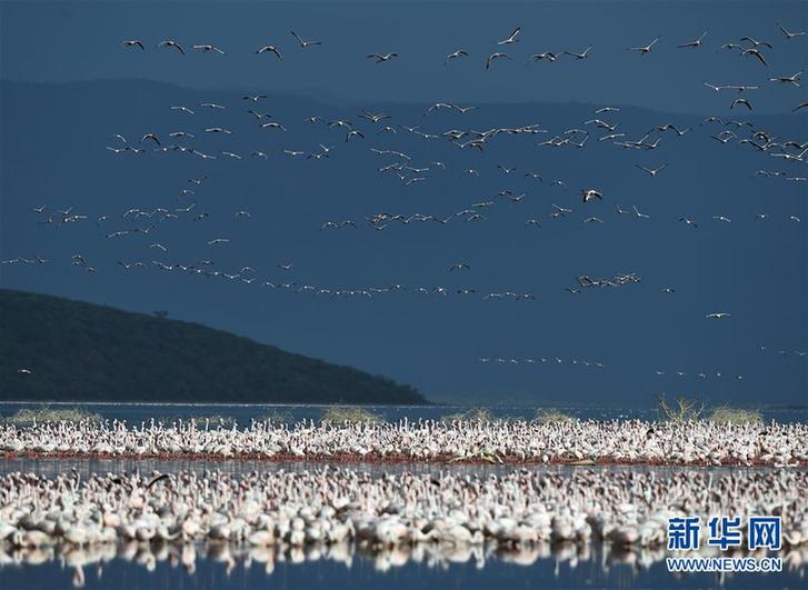(國際)(4)博戈里亞湖——火烈鳥“天堂”