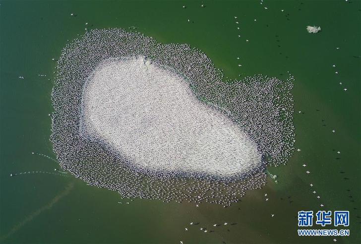 (國際)(9)博戈里亞湖——火烈鳥“天堂”