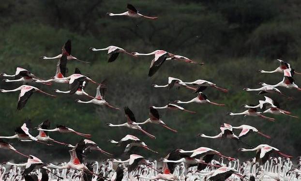 （國際）（5）博戈里亞湖——火烈鳥“天堂”