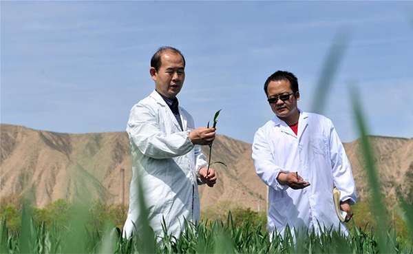 5月11日，李鳳民（左）和團(tuán)隊(duì)成員在查看冬小麥的生長(zhǎng)狀況。