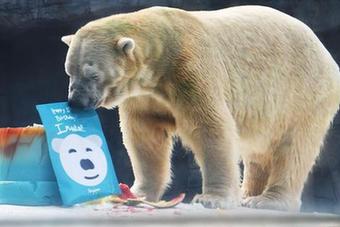 （國際）（1）新加坡動物園為北極熊伊努卡慶生