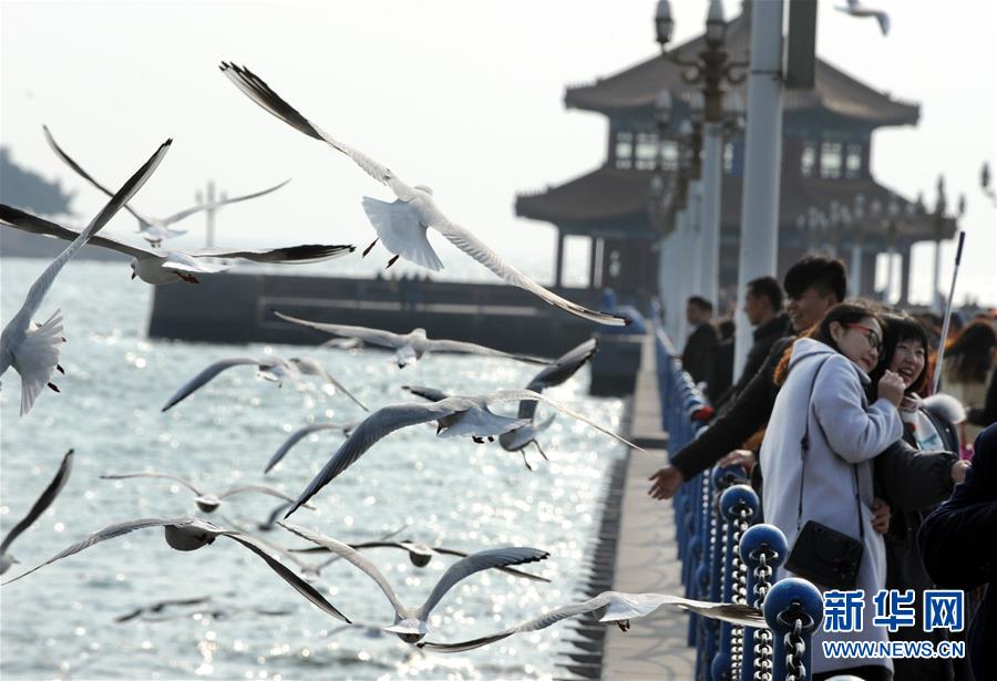 （環境）（4）冬日棧橋觀海鷗