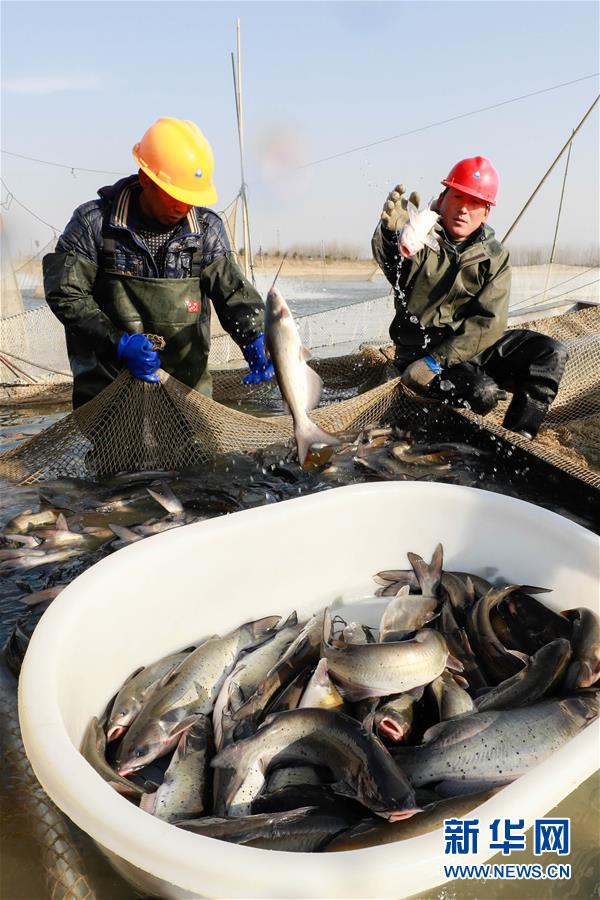 #（社會）（2）年年有“魚”