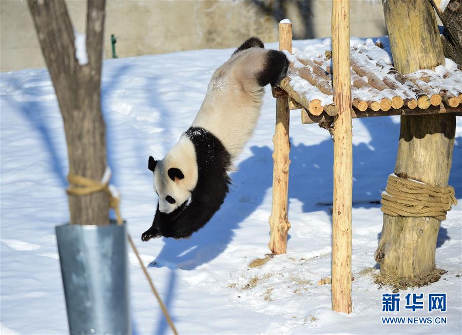 （社會）（1）遼寧沈陽：“功夫熊貓”雪中顯身手