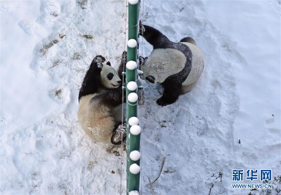 （社會）（6）遼寧沈陽：“功夫熊貓”雪中顯身手