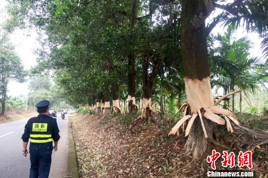 海南定安5名毀壞公路林嫌疑犯落網(wǎng)100多棵樹遭剝皮