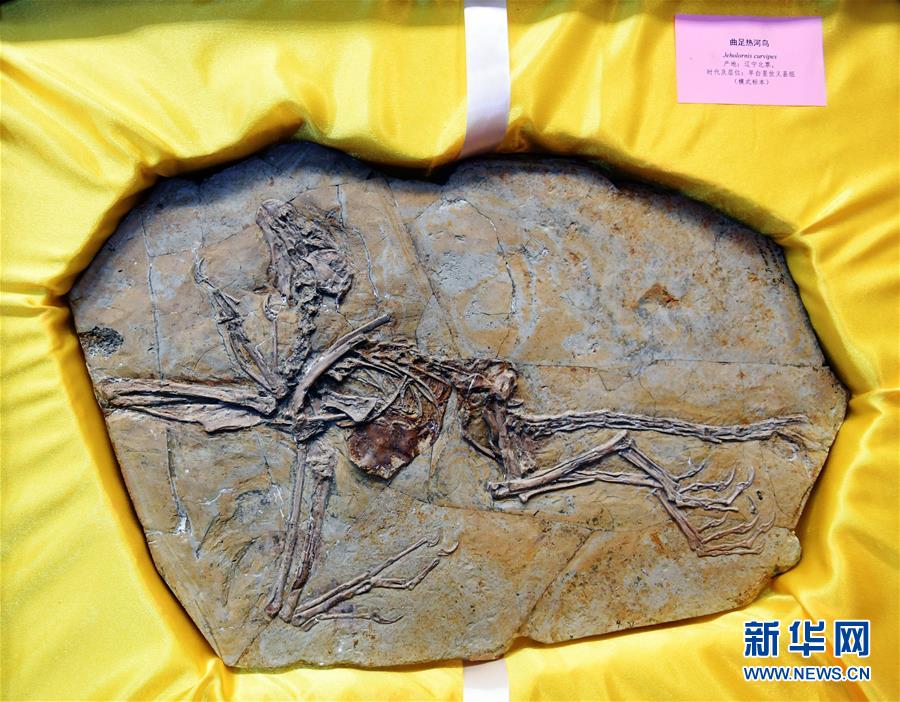 (圖文互動)(2)8塊流落歐洲的恐龍和鳥化石萬里歸鄉