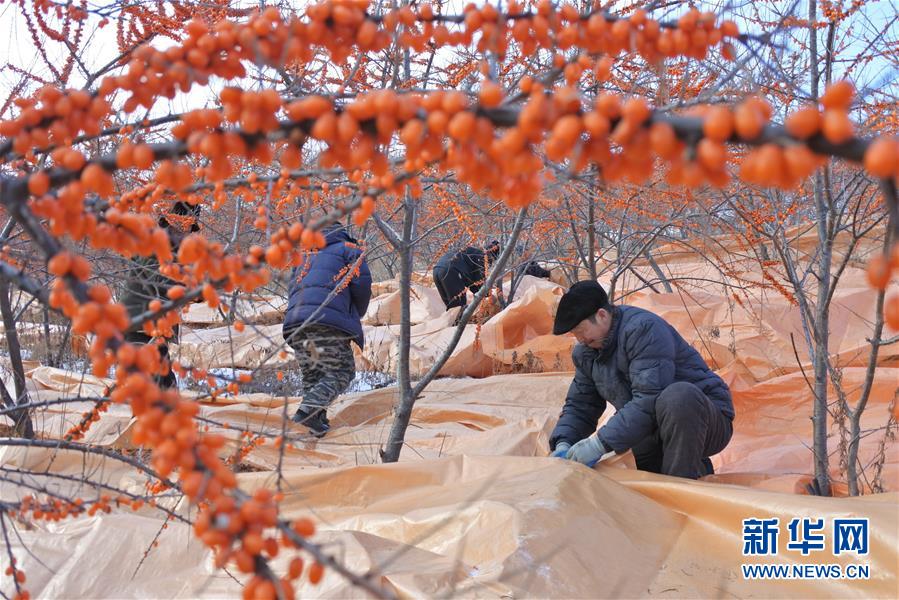 #（經濟）（1）黑龍江林口：沙棘豐收紅艷艷