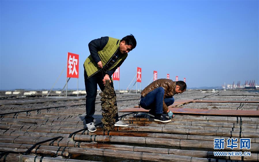 （經濟）（4）廣西欽州：養(yǎng)殖大蠔 助農增收
