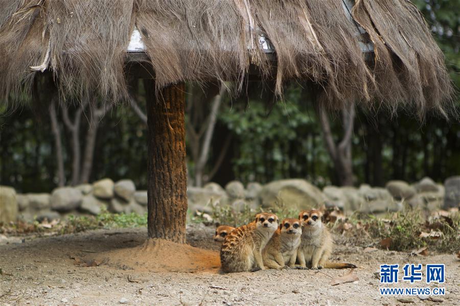 （環境）（5）冬日里的動物