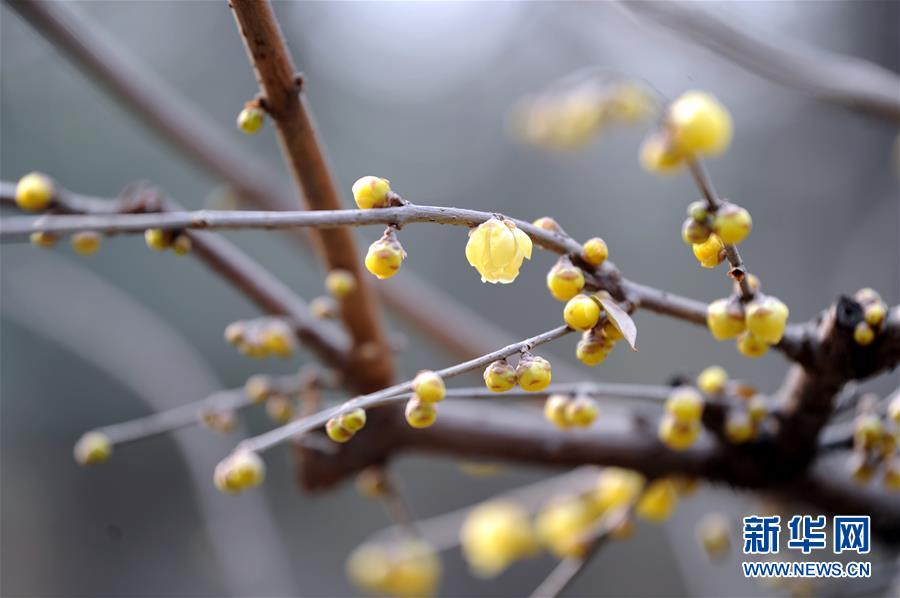 （環境）（2）陜西西安：臘梅芬芳