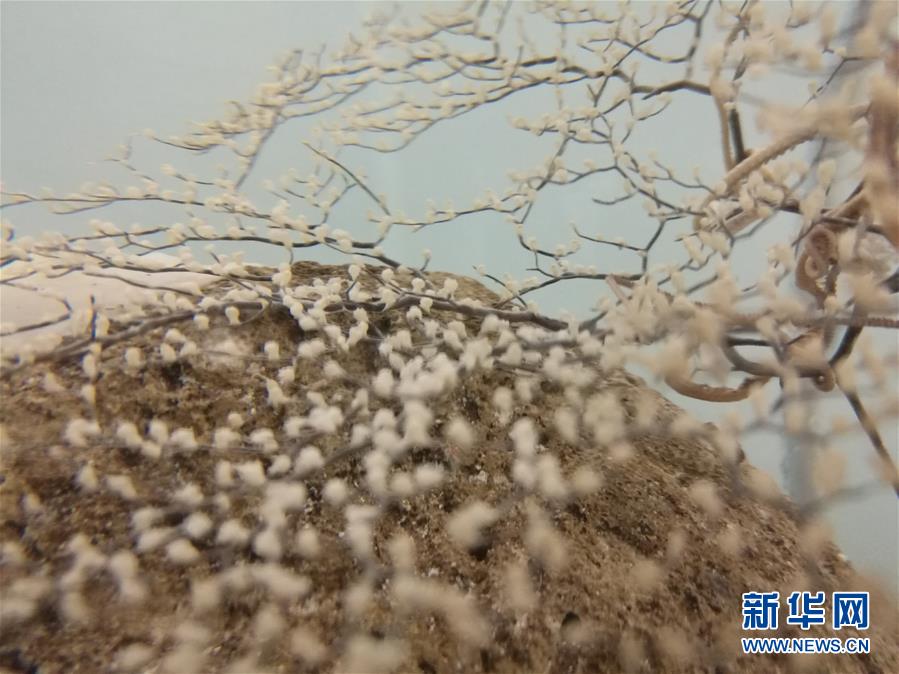 (新華全媒頭條·圖文互動)(9)“蛟龍”從這里出發——國家深海基地“探密”