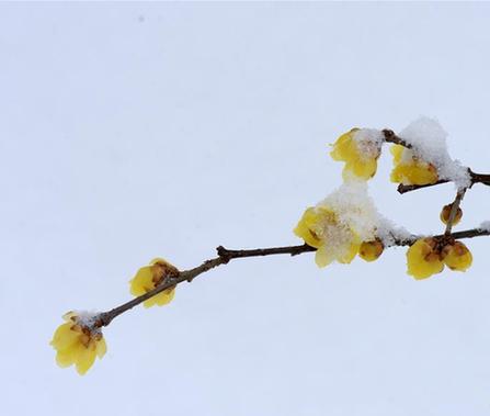 #（環境）（3）雪中梅