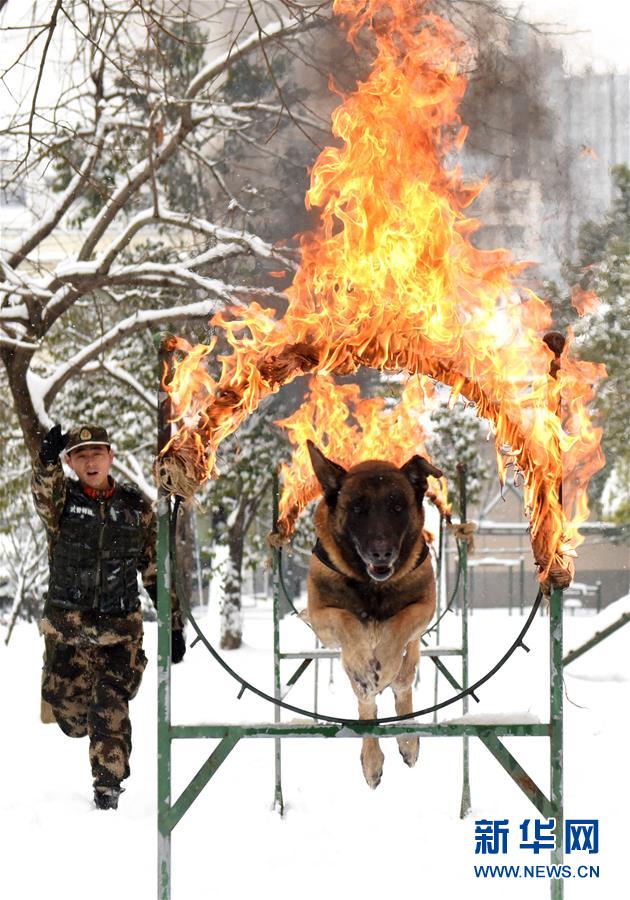 #（圖片故事）（1）萌犬·奇兵·戰友