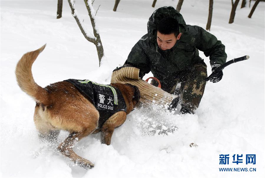 #(圖片故事)(2)萌犬·奇兵·戰友